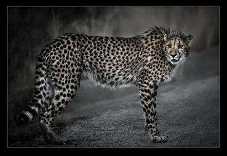 Schwarz Josef - Cheetah#1 - Annahme
