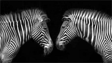 Kronthaler Ingrid - BSW Fotogruppe Würzburg - Zebras - Annahme