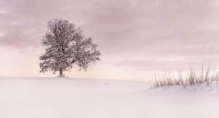 Seichter Roland  - Fotoclub Kaufbeuren - Winter Tree - Annahme
