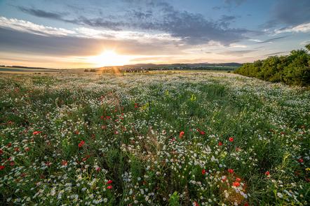 Jojko Peter - Blumenwiese beim Sonnenuntergang - Annahme