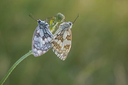Hofmann Elif - Schmetterlings Paar  - Annahme