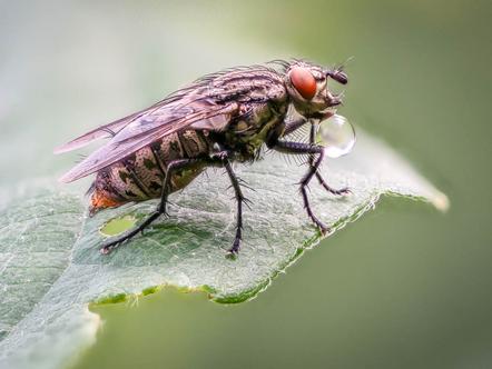 Günter Klein - Fliege mit Verdauungstropfen