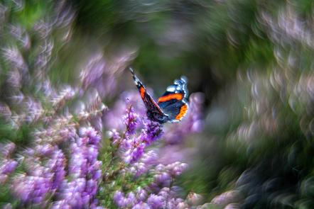Jojko Peter - Butterfly Dream