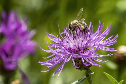 Harald Wagner - Flockenblume mit Biene