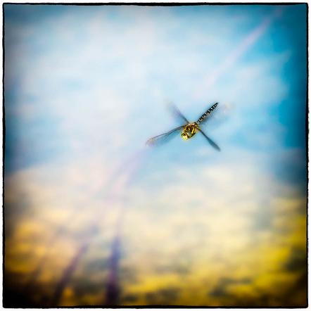Ernszt Peter - Dragonfly at the pond