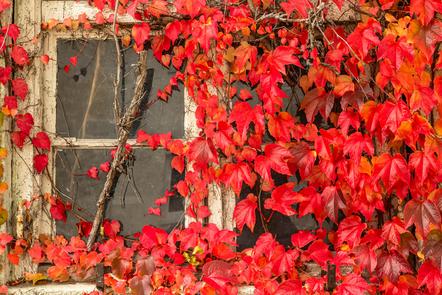 Bollenbacher Günter - Autumn Leaves
