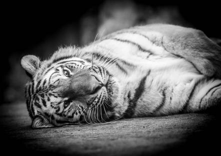 Weiß Stefan - Sleeping Tiger - Annahme