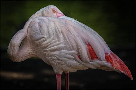 Behrendt Michael - Flamingo - Annahme