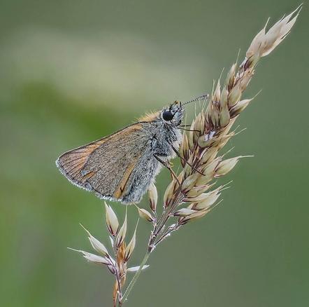 Radomirovic Ratomir  Dr. - butterfly on straw - Annahme