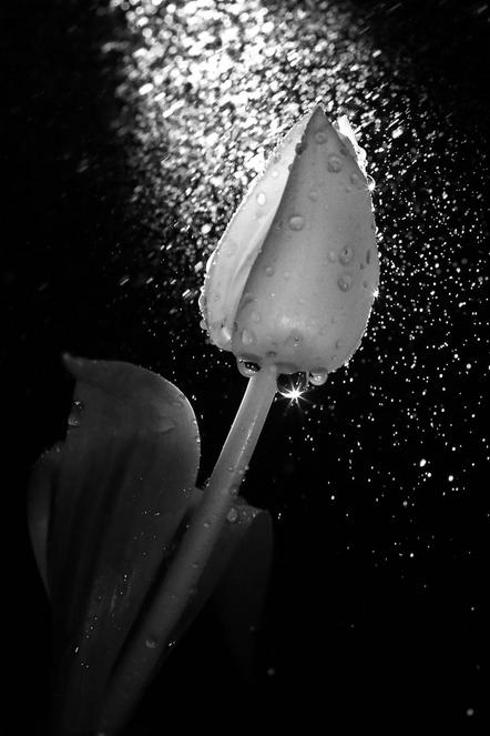 Just Günther - Tulpe im Regen - Annahme