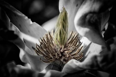 Jaloszynski Bernd - faded magnolia - Annahme