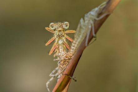DIEMINGER Anita - Fotogruppe Blickwinkel Wertingen - Exuvie einer Libellengeburt - Annahme