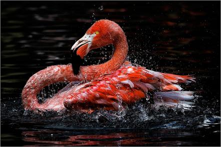 Stegerwald Michael - BSW Fotogruppe Würzburg - Flamingo - Annahme