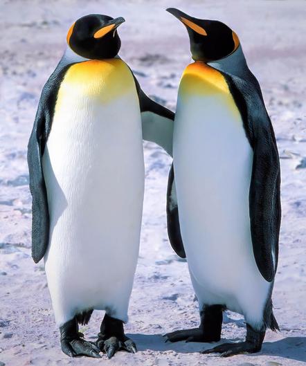 Sachweh Michael - FOTOCLUB ERDING - Pinguinpaar - Annahme