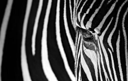 Josef Graf - Fotorebellen - Zebra