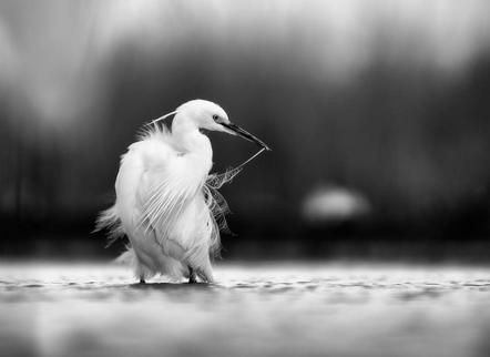 Corry DeLaan - Blende 1 Fotoclub e.V. München - Great White Heron - Urkunde