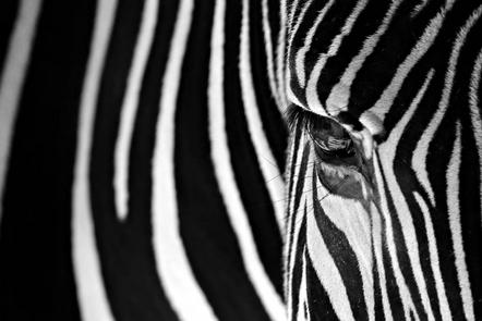 Josef Graf - Fotorebellen - Zebra - Annahme