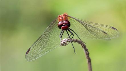 Albert J. Pinkl - Foto-Desperados - Red dragonfly - Annahme