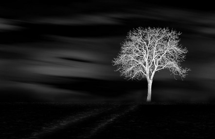 Kronthaler Ingrid - BSW Fotogruppe Würzburg - Der Baum - Annahme
