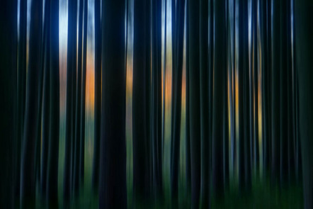 Hegele Günther - Fotofreunde Scheyern - Die Farben des Waldes - Annahme