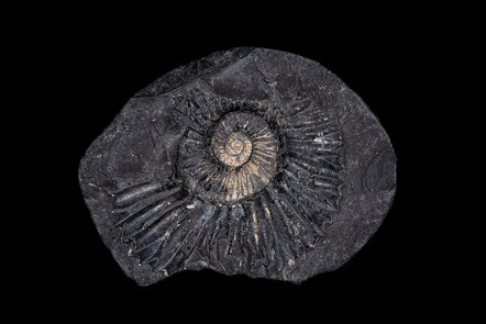 Vielhuber Franz - Blende 85567 - Ammonit. - Annahme