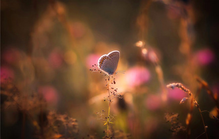 Jost Ingrid - FOTOCLUB ERDING - Butterflies Garden - Annahme
