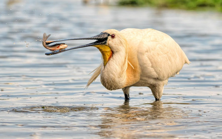 Teuschel Peter - Direktmitglied Bayern - Spoonbill with fish - Annahme